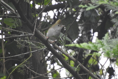 Erpornis zantholeuca