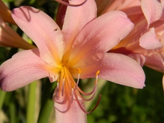 Lycoris squamigera