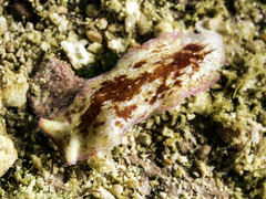 Pseudoceros goslineri