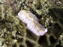 Pseudoceros goslineri