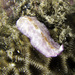 Pseudoceros goslineri - Photo (c) jim-anderson, some rights reserved (CC BY-NC), uploaded by jim-anderson