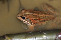 Rana macrocnemis
