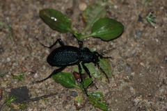Carabus scabrosus audouini