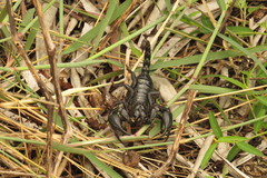 Heterometrus laevigatus