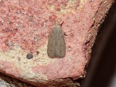 Inga obscuromaculella