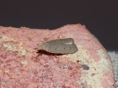 Inga obscuromaculella