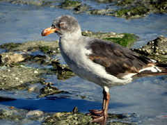 Leucophaeus scoresbii