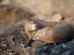 Urocyclidae