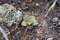 Anacampseros telephiastrum