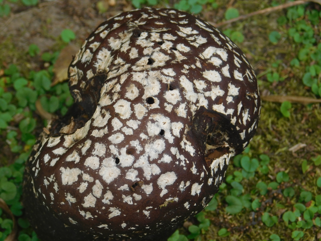 Calvatia cyathiformis · December 2018 · photo: © bombin (iNaturalist, cc-by)