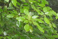 Trochodendron aralioides