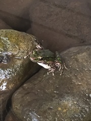 Odorrana tianmuii