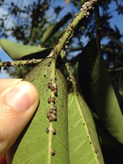 Ceroplastes rusci
