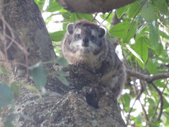 Dendrohyrax arboreus