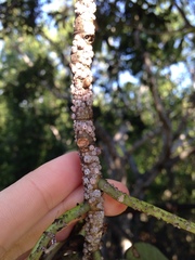 Ceroplastes rusci