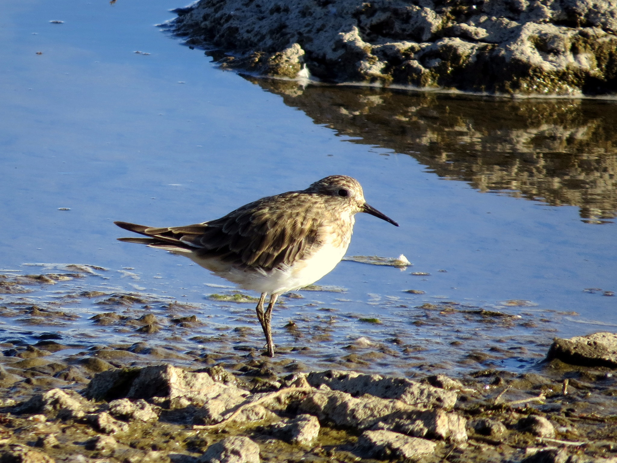 Baird's Sandpiper