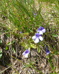 Pinguicula leptoceras