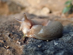 Urocyclidae