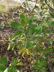 Scaevola plumieri