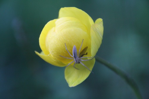 Ilgapilvis laibavoris nuotrauka