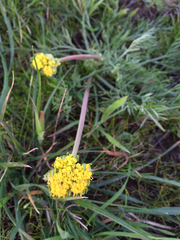 Lomatium caruifolium