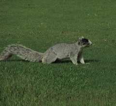 Sciurus niger niger