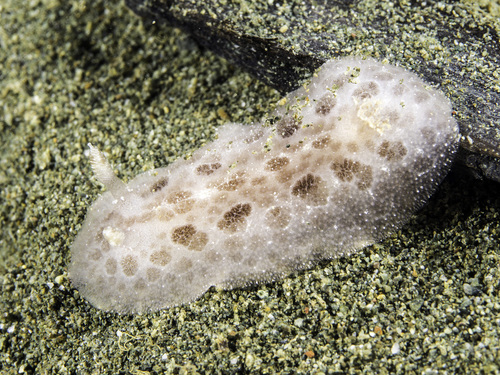 Spotted Foot Nudibranch