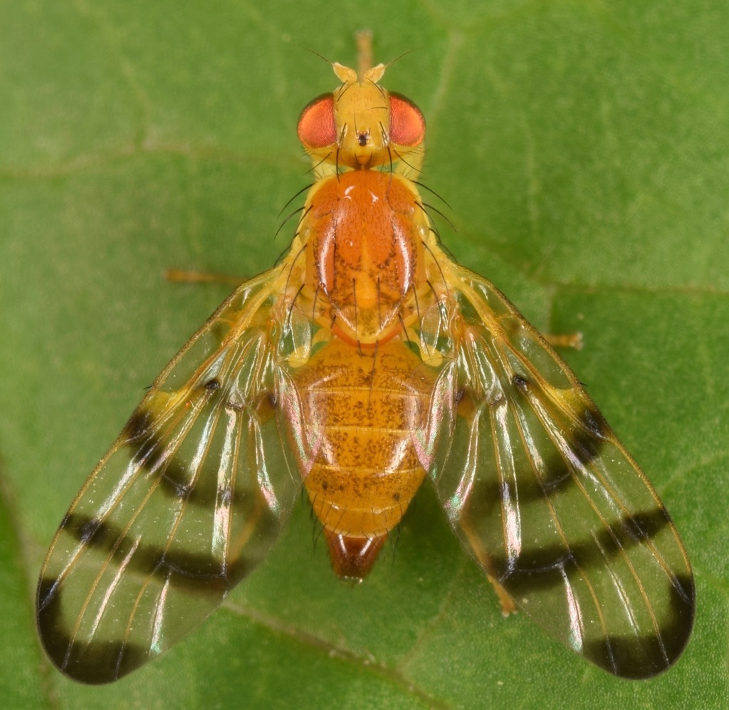 Trypeta flaveola