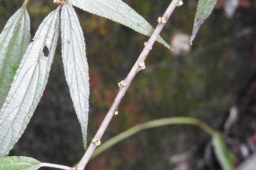 Debregeasia orientalis iNat (2)