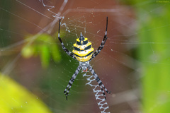 Argiope coquereli
