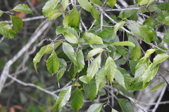 Lithocarpus konishii