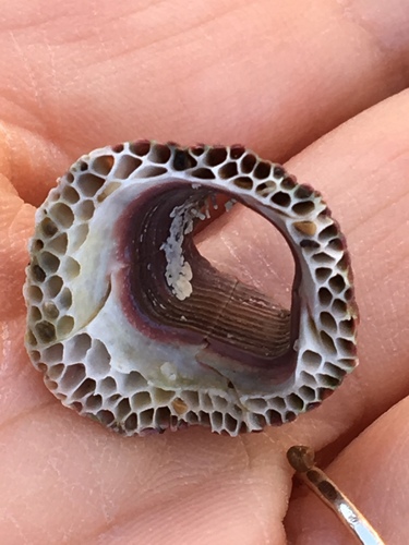 Pink Volcano Barnacle, photo 2 of 10