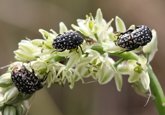 Oxythyrea testaceoguttata