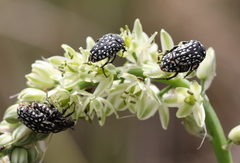 Oxythyrea testaceoguttata