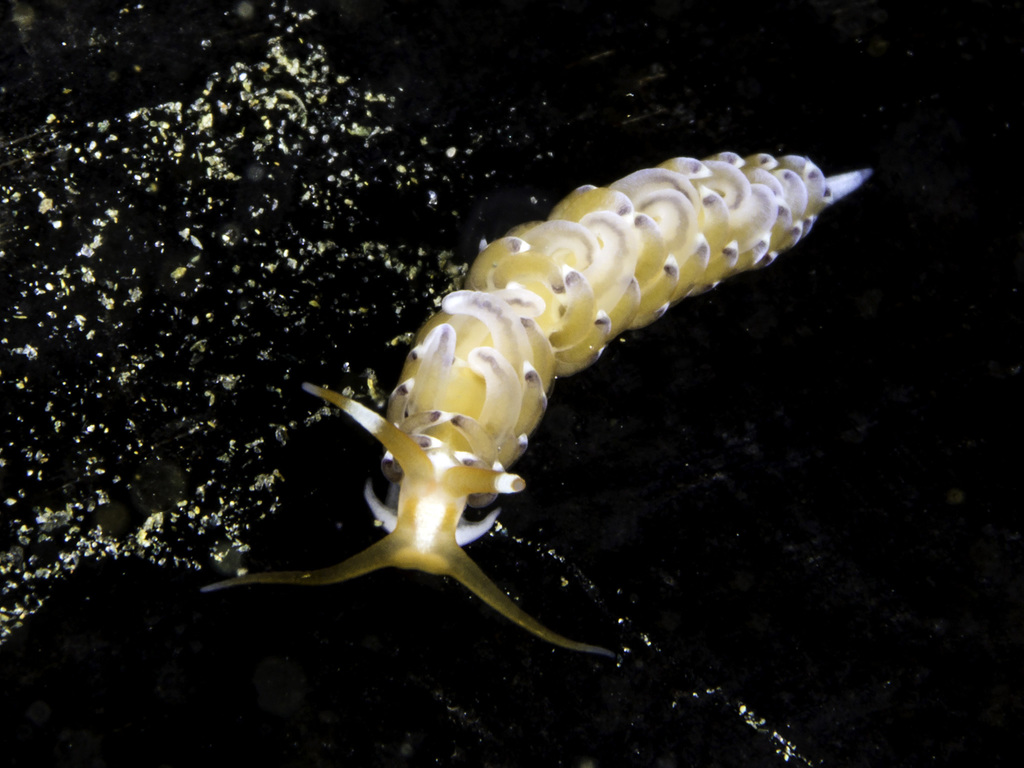 Phidiana salaamica