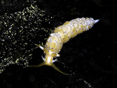 Phidiana salaamica