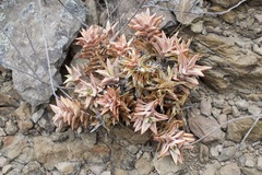 Astroloba rubriflora