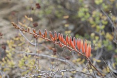 Astroloba rubriflora
