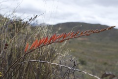 Astroloba rubriflora