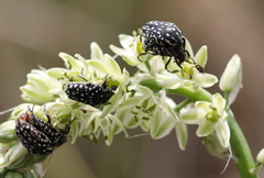 Oxythyrea testaceoguttata