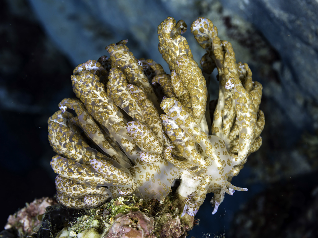 Phyllodesmium