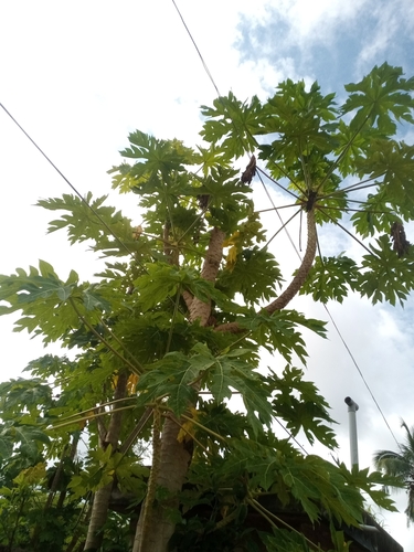 Papaya