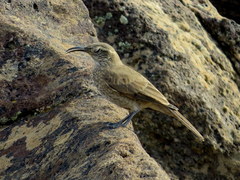 Upucerthia dumetaria