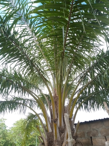African oil palm
