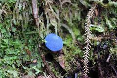 Entoloma hochstetteri