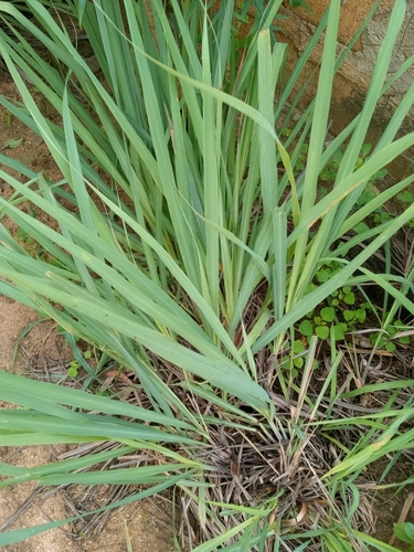 Lemon Grass