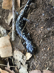 Aneides flavipunctatus