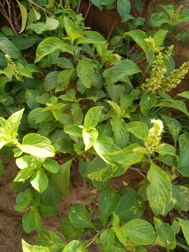 African Basil