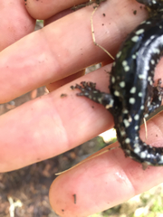 Aneides flavipunctatus