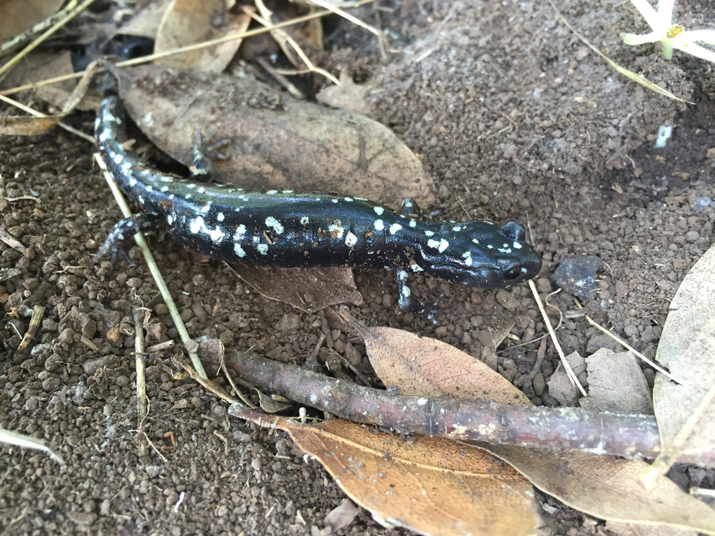 Photo of a Black Salamander
